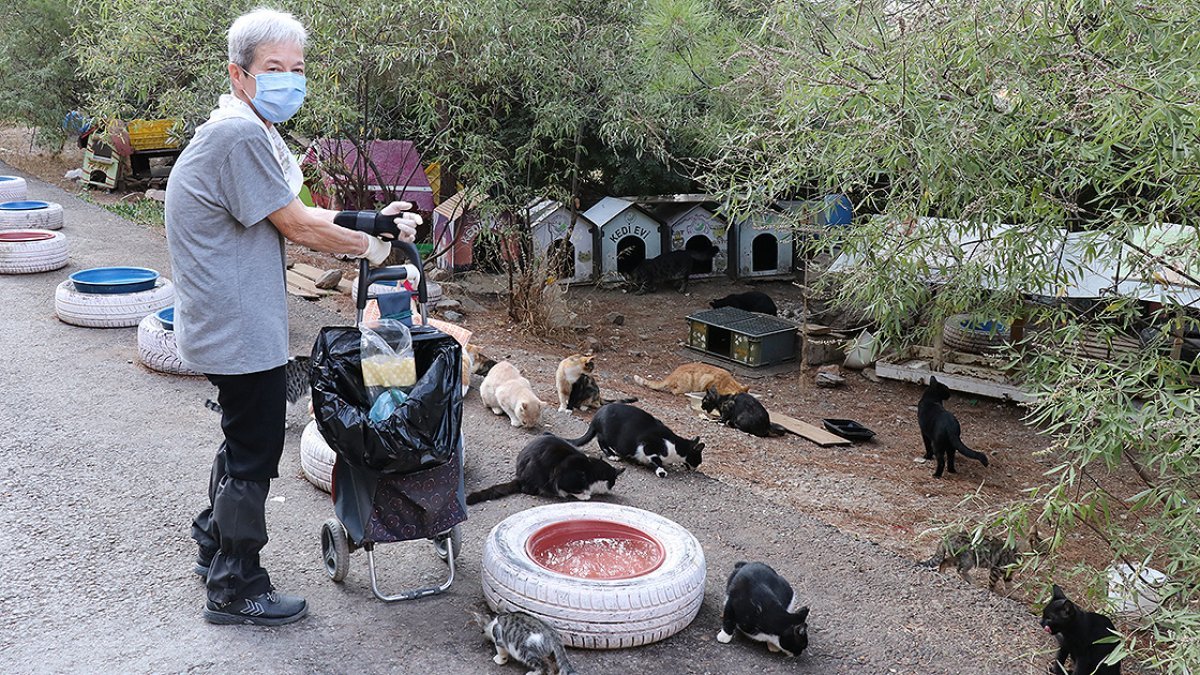 İzmir'de yaşayan emekli kadın günde 200 kediyi besliyor
