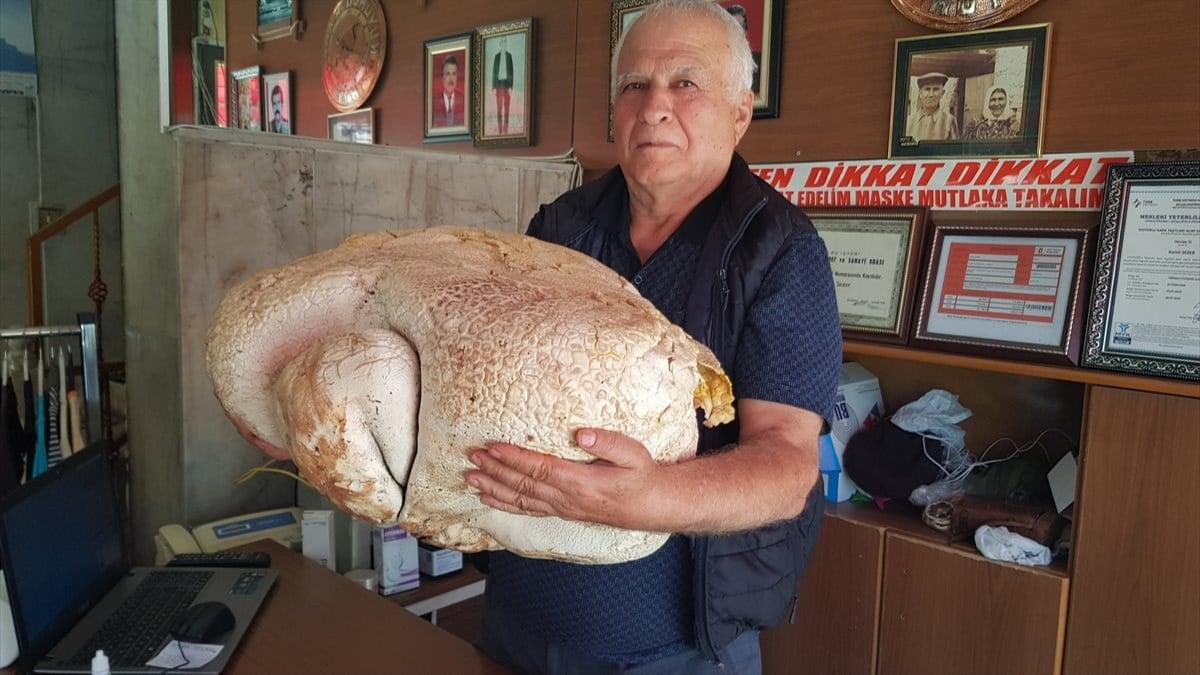 Mersin'de 20 kilodan ağır dev mantar bulundu