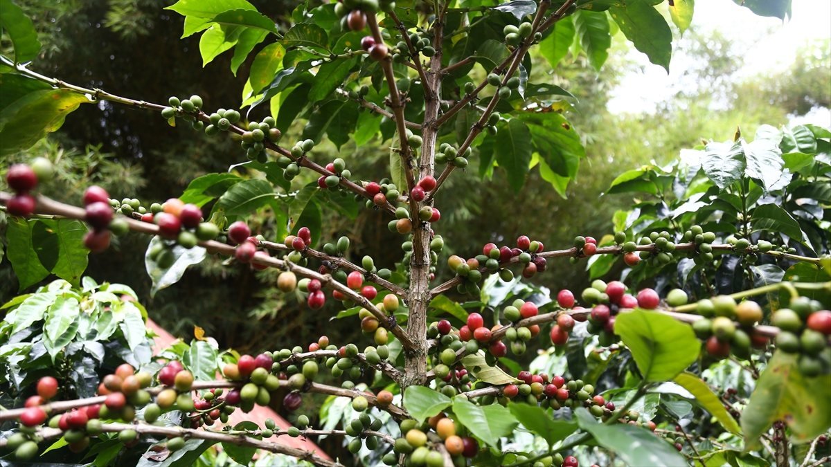 Kolombiya'daki kahve diyarı Manizales'in eşsiz doğası