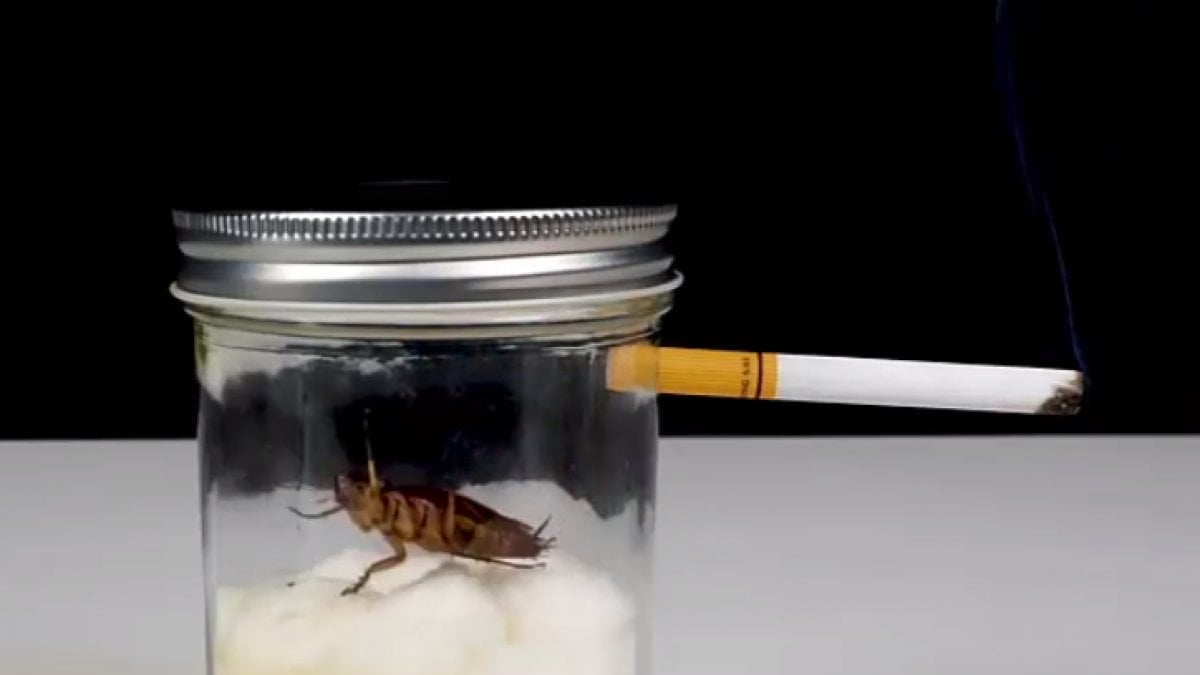 Sigarayı bıraktıran görüntüler: Hamam böceğine 1 paket sigara içirdiler