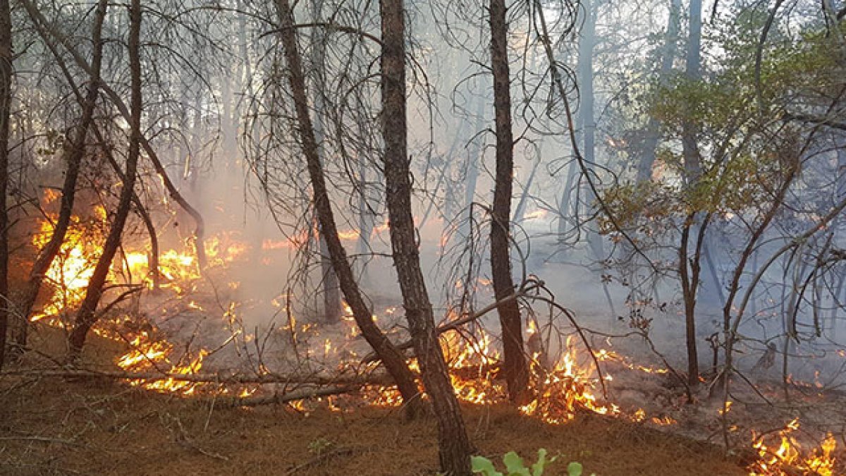 Kütahya'da orman yangını
