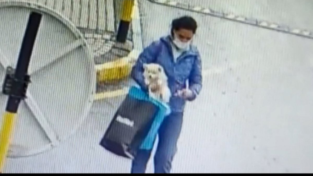 Sarıyer'deki kadın, gördüğü köpeği sevdikten sonra çaldı