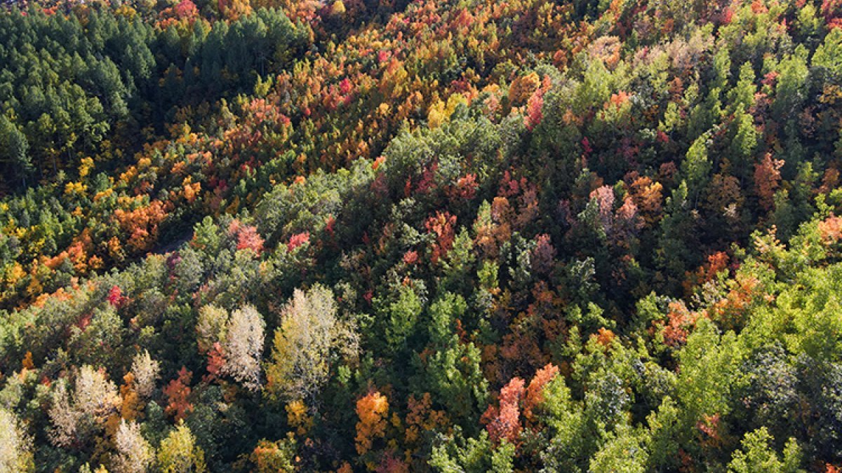 Tunceli'nin Salördek Ormanları'nda sonbahar renkleri