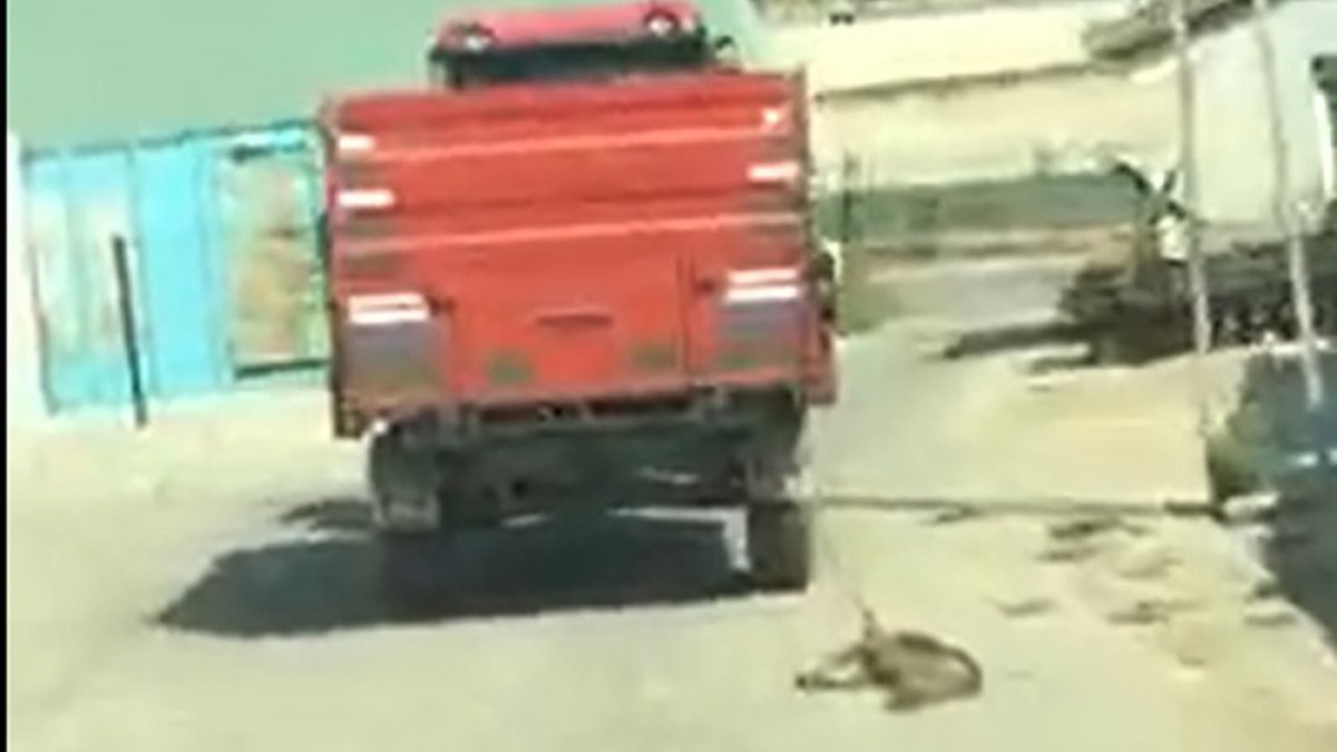Tekirdağ'da bir köpek, traktöre bağlanarak sürüklendi