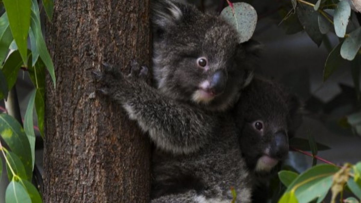 Avustralya’da 400 koala klamidyaya karşı aşılanacak