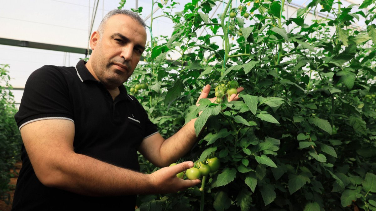 Antalya'da hasat süresi uzayınca domatesin kilosu 10 lirayı geçti