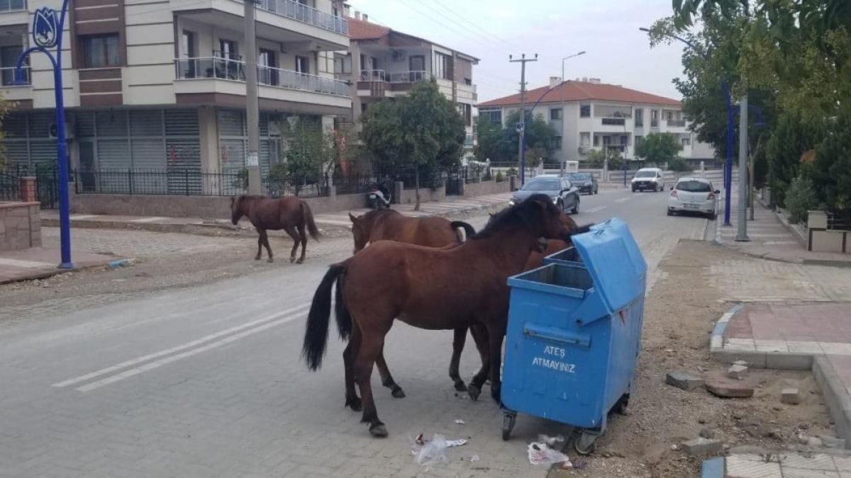 Manisa’da yılkı atları sokakta görüntülendi