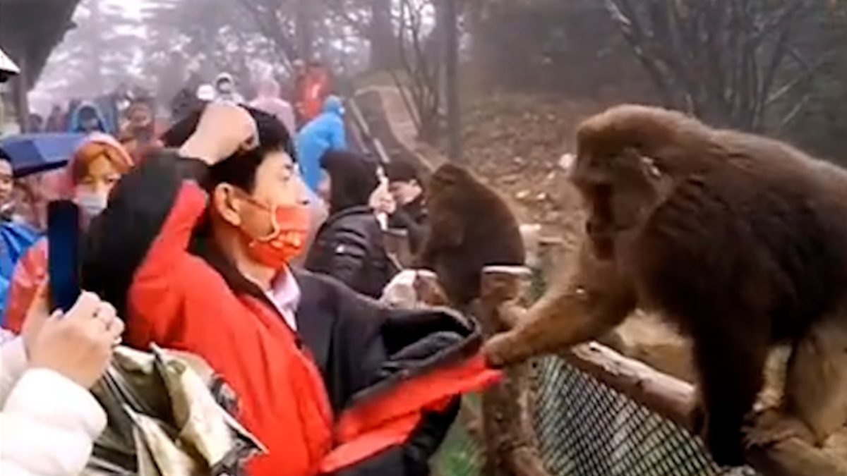 Çin'deki maymun, turistin çantasını çalmaya çalıştı