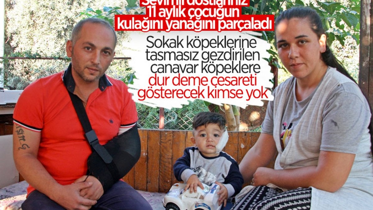 Antalya’da pitbull, 11 aylık bebeğe ve babasına saldırdı