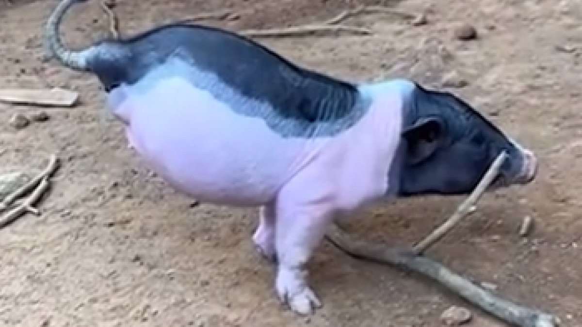 Çin'de iki bacakla doğan domuz yürümeyi başardı