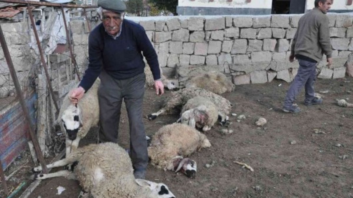 Yozgat'ta ağıla giren kurtlar, 13 koyunu telef etti