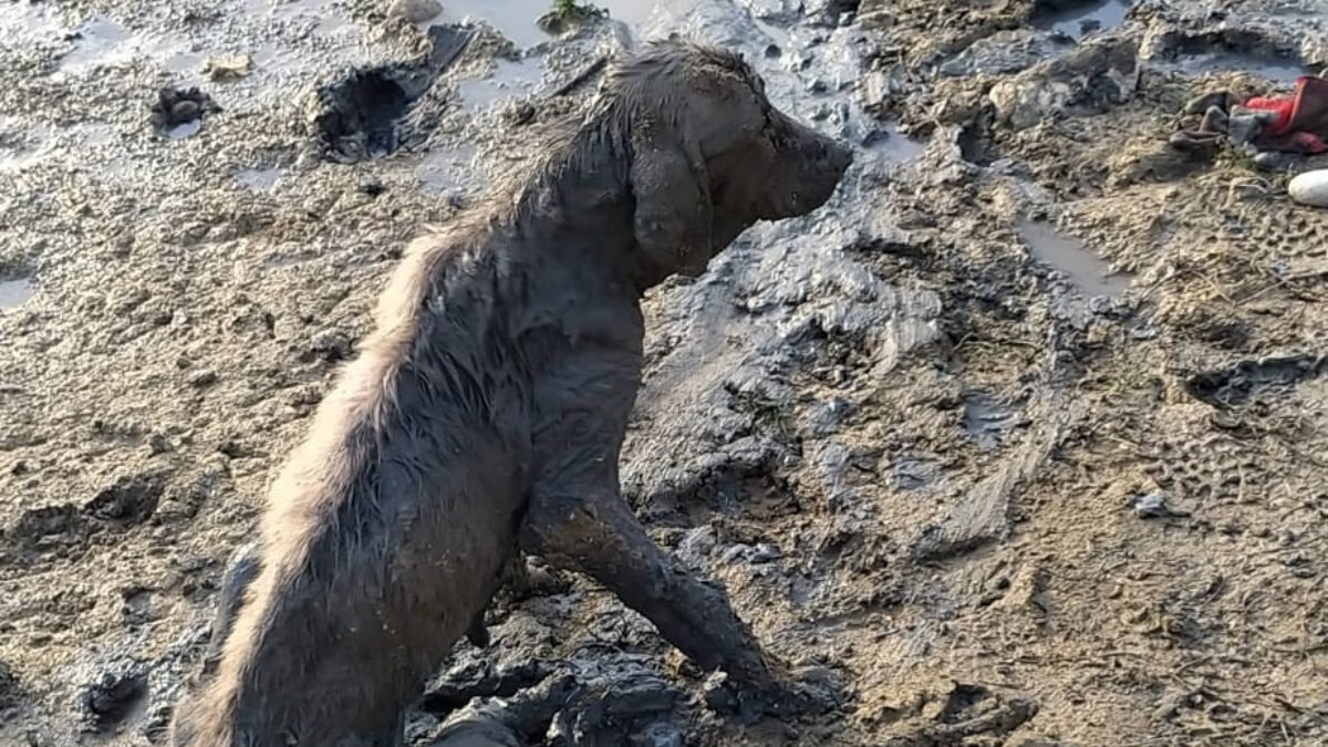 Adana’da balçığa saplanan köpek, can çekişirken kurtarıldı