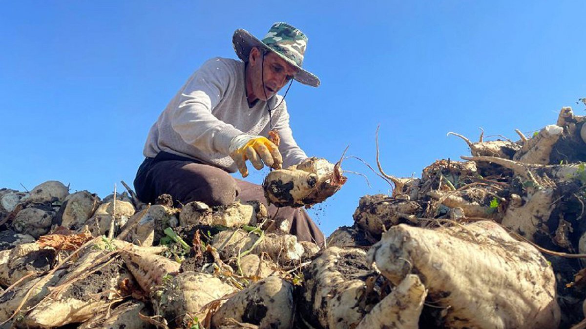 Ağrı'daki çiftçiler şeker pancarı üretimini arttırdı