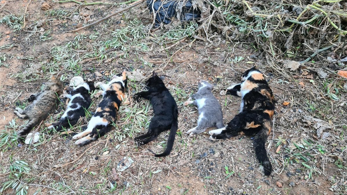 Bodrum'da 2 mahallede 20 kedi ölü bulundu