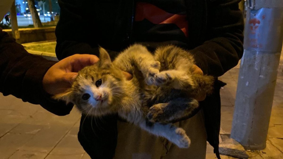 Sivas'ta aracın motoruna giren yavru kedi kurtarıldı