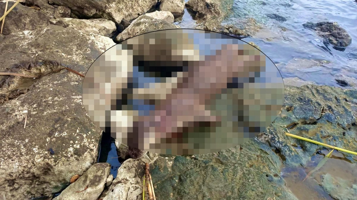 Muğla'da su samuru tüfekle ateş edilerek öldürüldü
