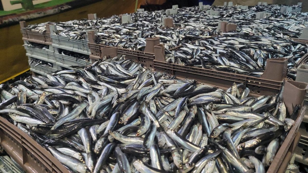 Karadeniz’de balık bolluğu devam ediyor