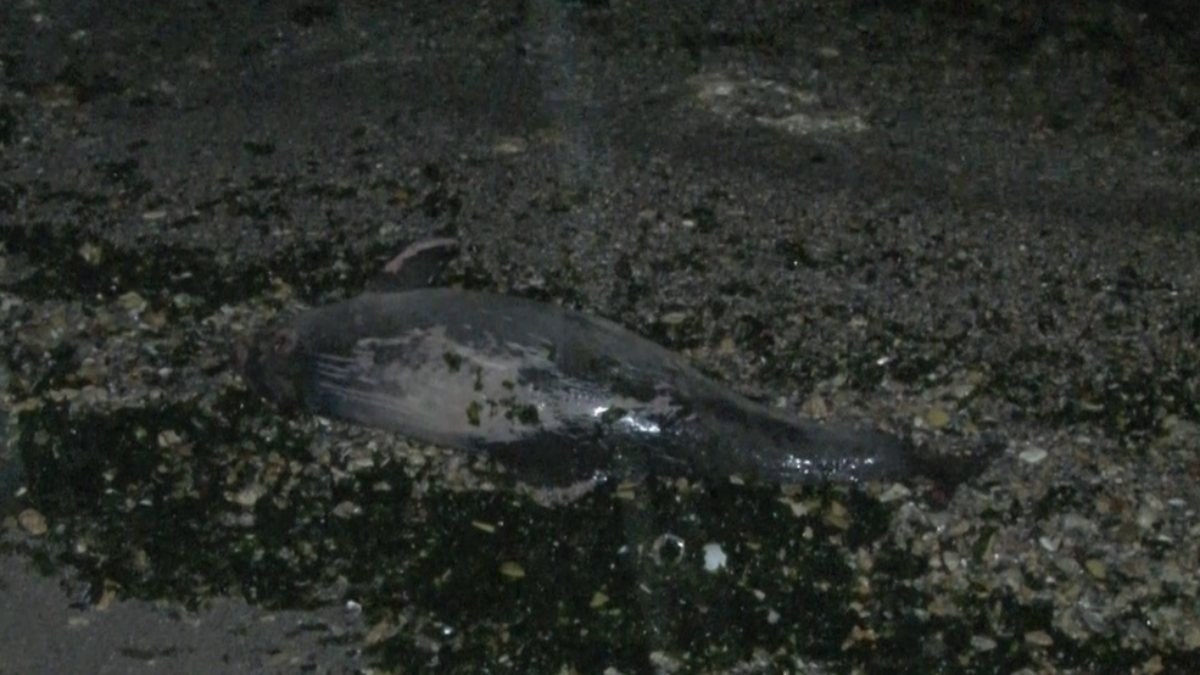 Bakırköy'deki Yeşilköy sahilinde kıyıya yunus vurdu