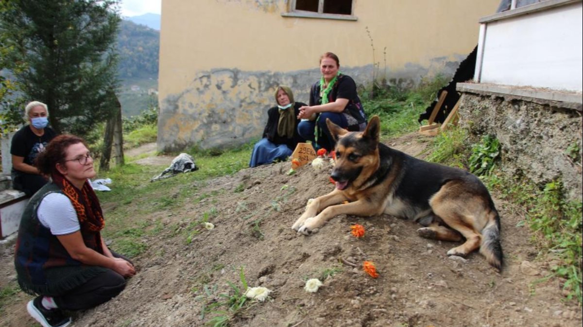 Trabzon'da ölen sahibinin mezarından ayrılmayan köpek