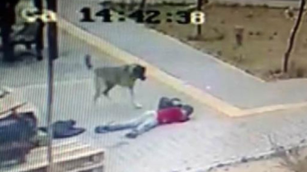 Kayseri'de köpek saldırısı