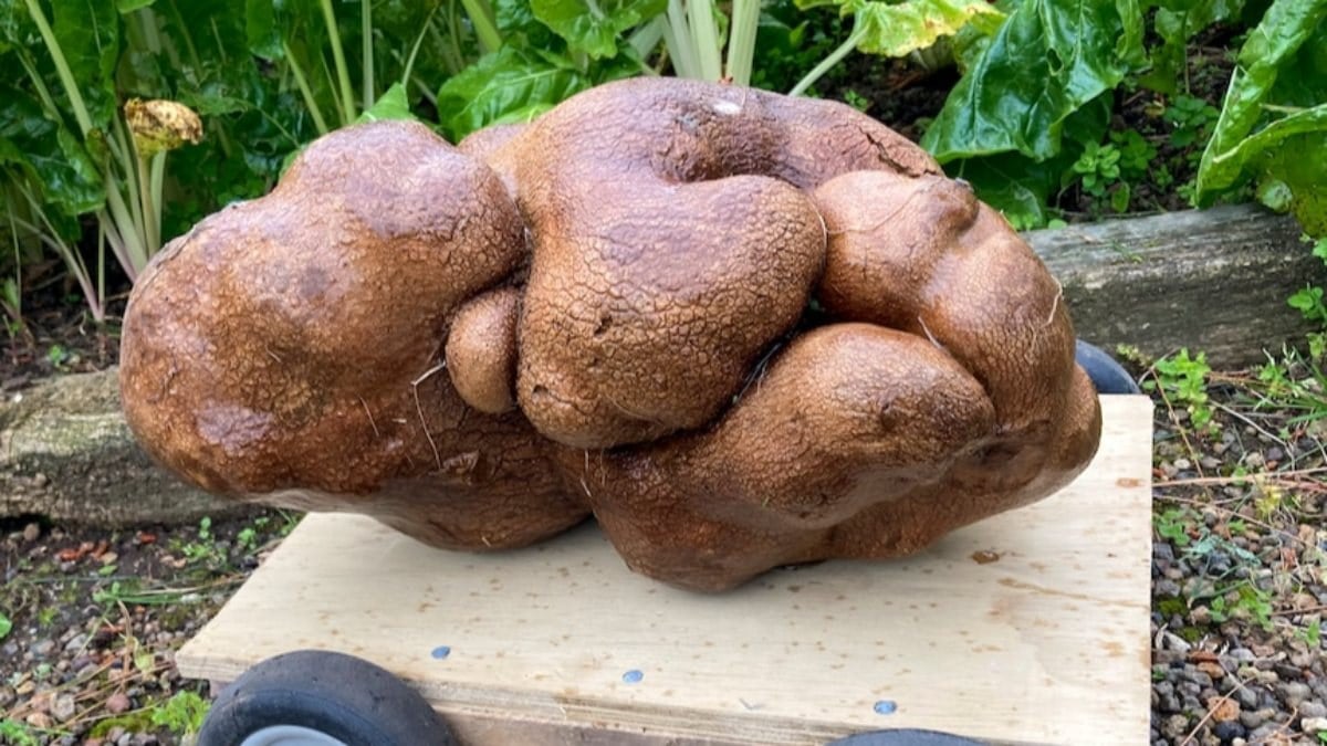Yeni Zelanda'da bahçeden 7.8 kiloluk patates çıktı