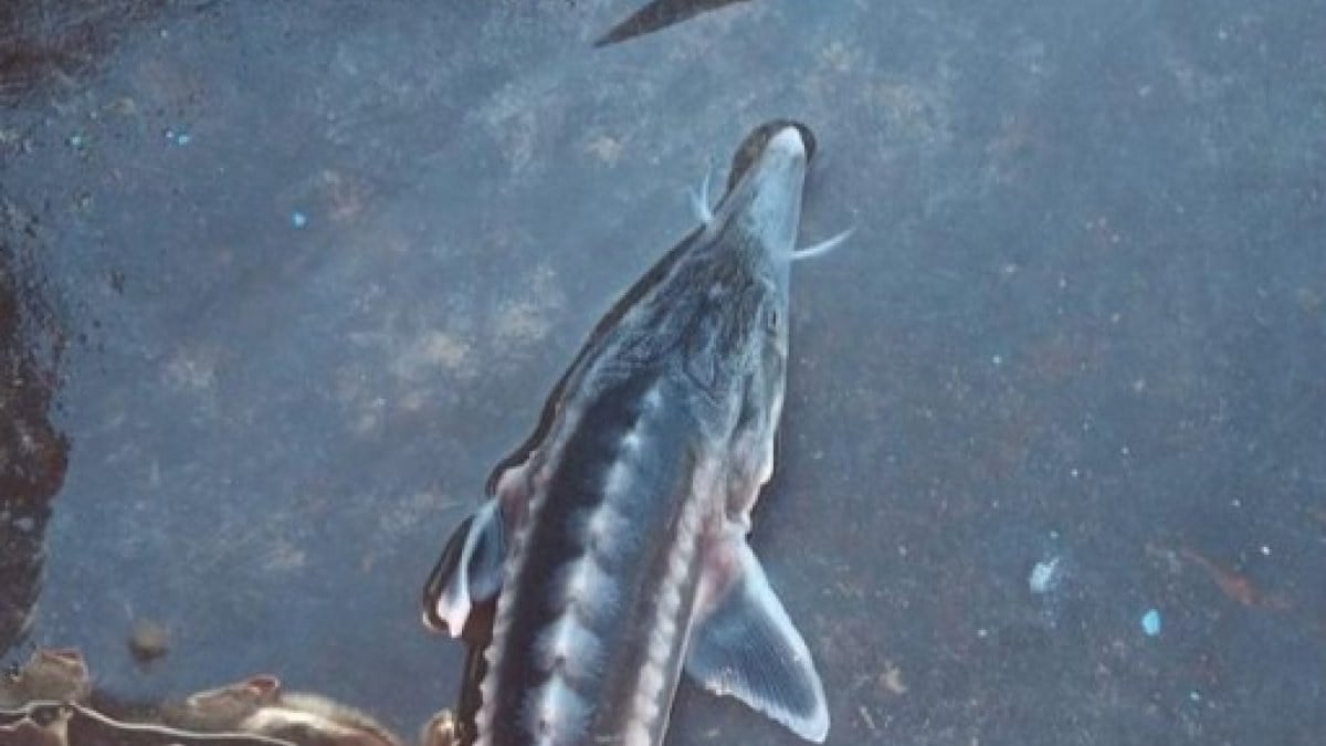 Keban Baraj Gölü’nden Sibirya Mersin balığı çıktı