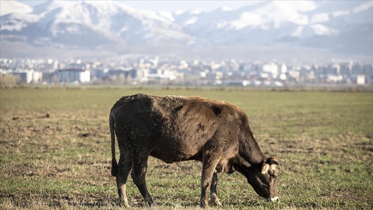 Erzurum, Türkiye'nin et üretimine ikinci sırada