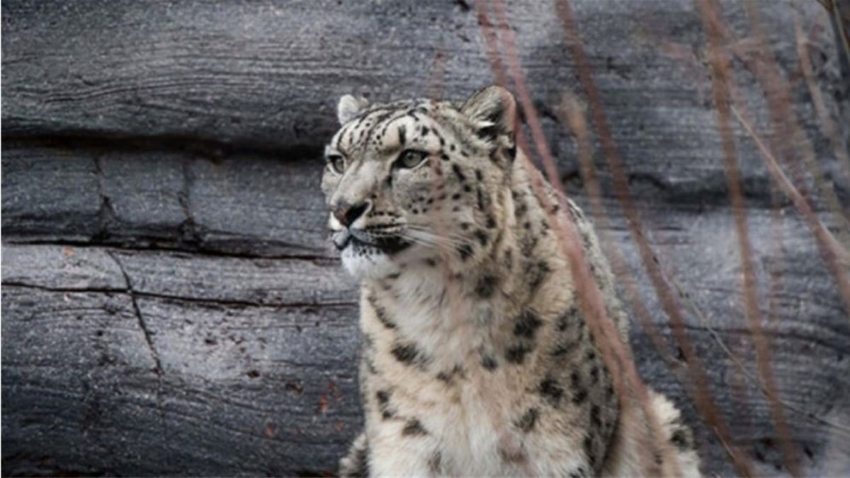 ABD’de hayvanat bahçesindeki 3 kar leoparı, koronavirüsten öldü