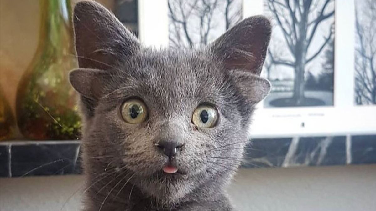 Mutasyon nedeniyle 4 kulaklı doğan yavru kedi 'Midas'