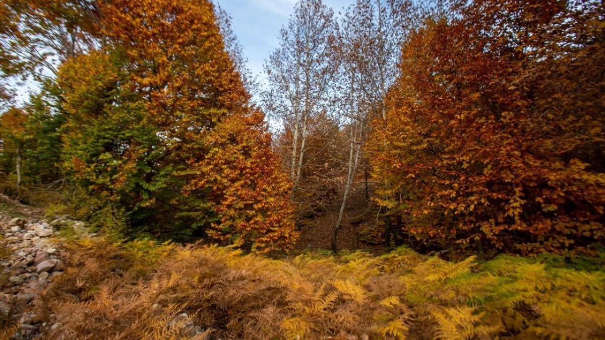 Amanos Dağları'nda sonbahar renkleri