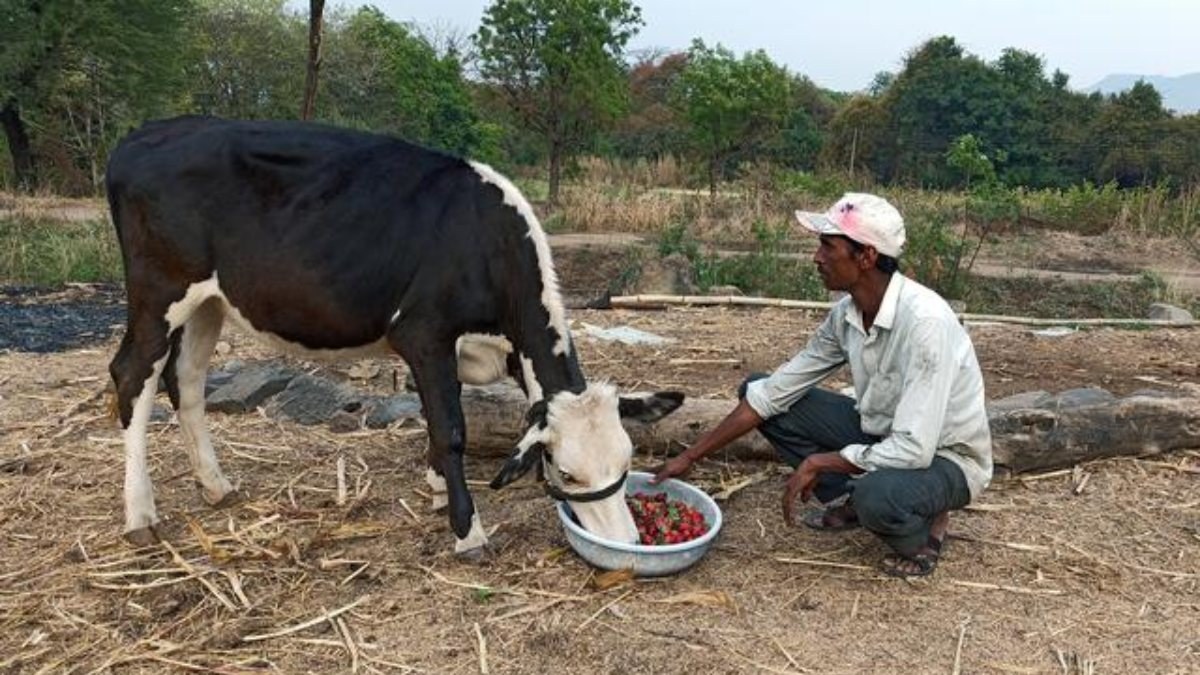 Hindistan'da ülke ekonomisi için inek idrarı önerisi