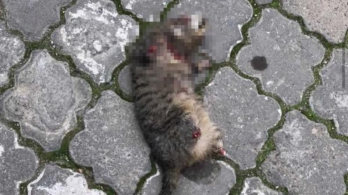 Manisa’da, kediler ayakları kesilmiş olarak ölü bulundu