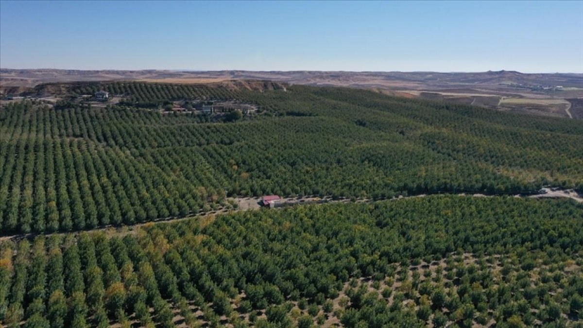 Adıyaman'ın Kahta ilçesindeki ceviz bahçesinde 600 ton ceviz hasat edildi