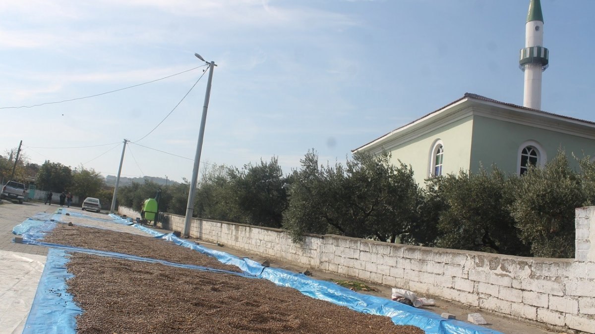 Balıkesir'de üretici fasulyeleri caddelerde kurutuyor