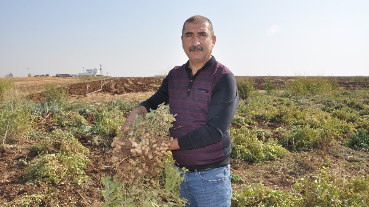 Mısır yerine yer fıstığı ekimi gübre ve sudan tasarruf sağlıyor