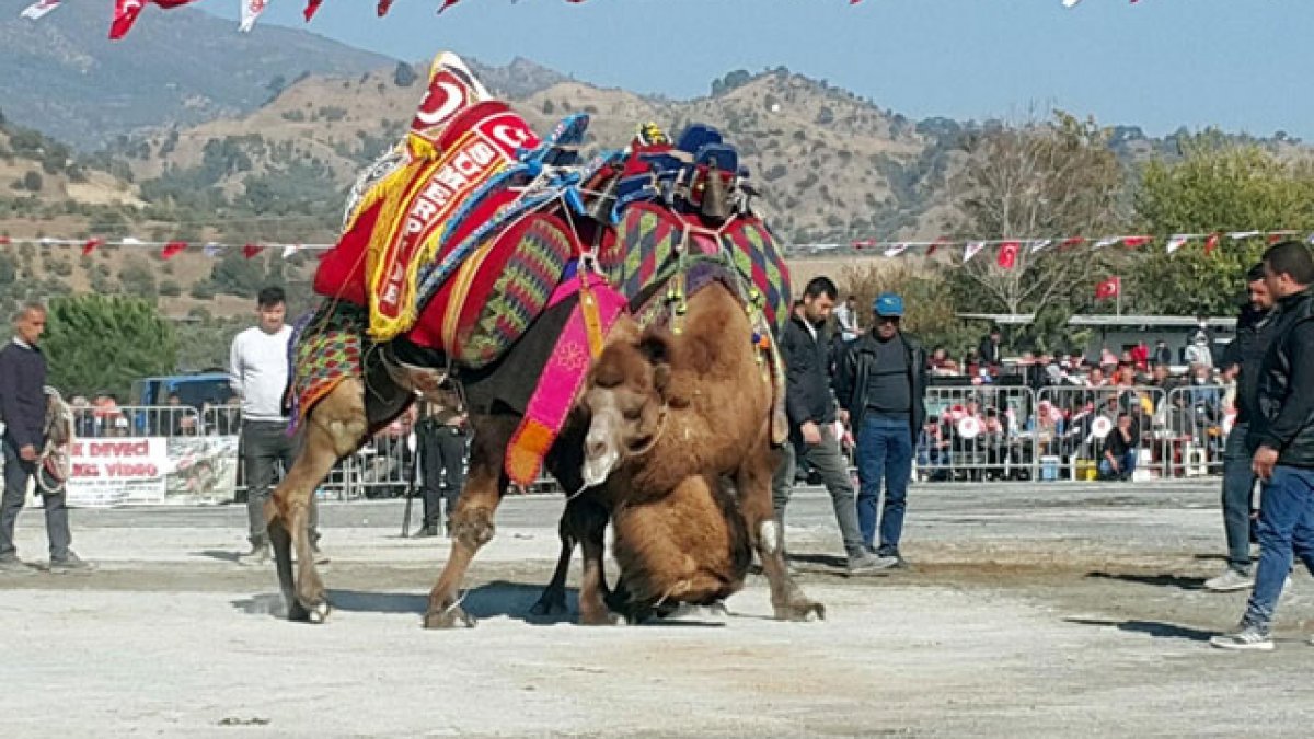 Aydın'da 1 yılın ardından yeniden deve güreşleri başladı
