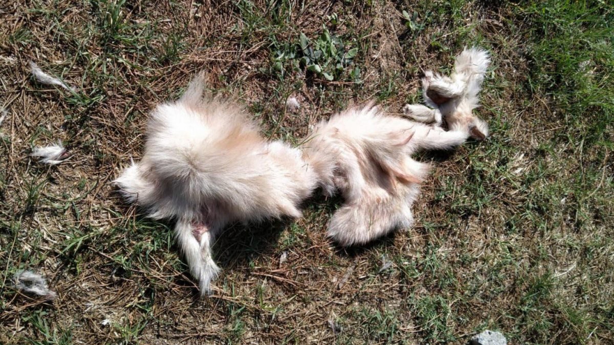 Aydın’da, yüzülmüş köpek derisi ve ölü kedi bulundu