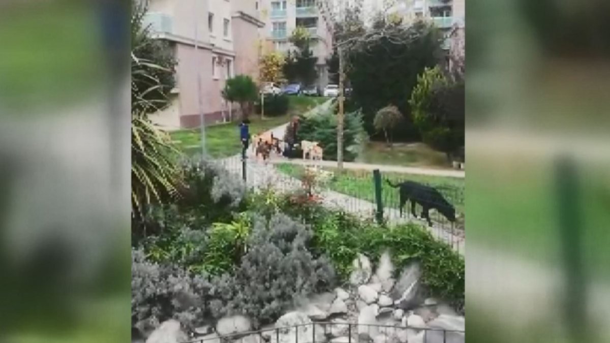 Arnavutköy'deki sitede köpek korkusu