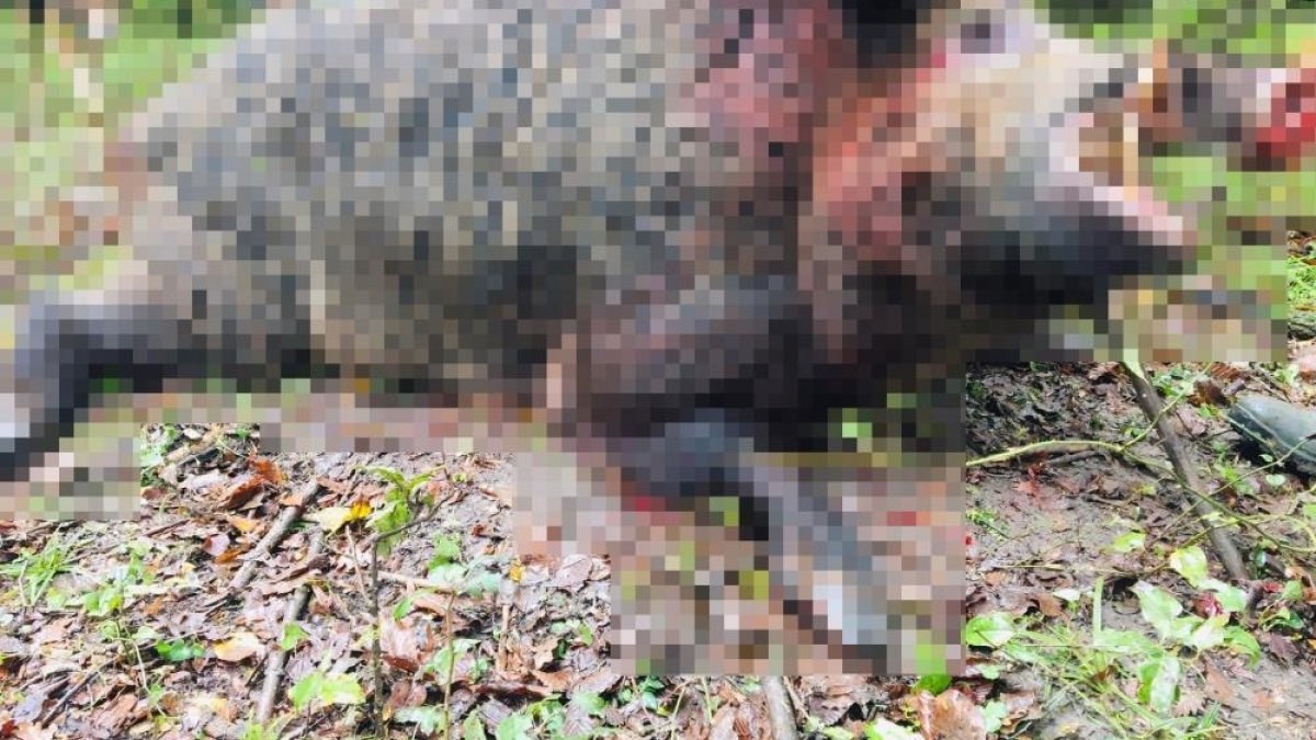 Zonguldak'ta avcılar 400 kiloluk domuzu etkisiz hale getirdi