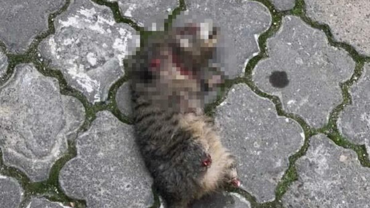 Manisa’daki kedi ölümlerinde ‘büyücü’ şüphesi: 1 gözaltı