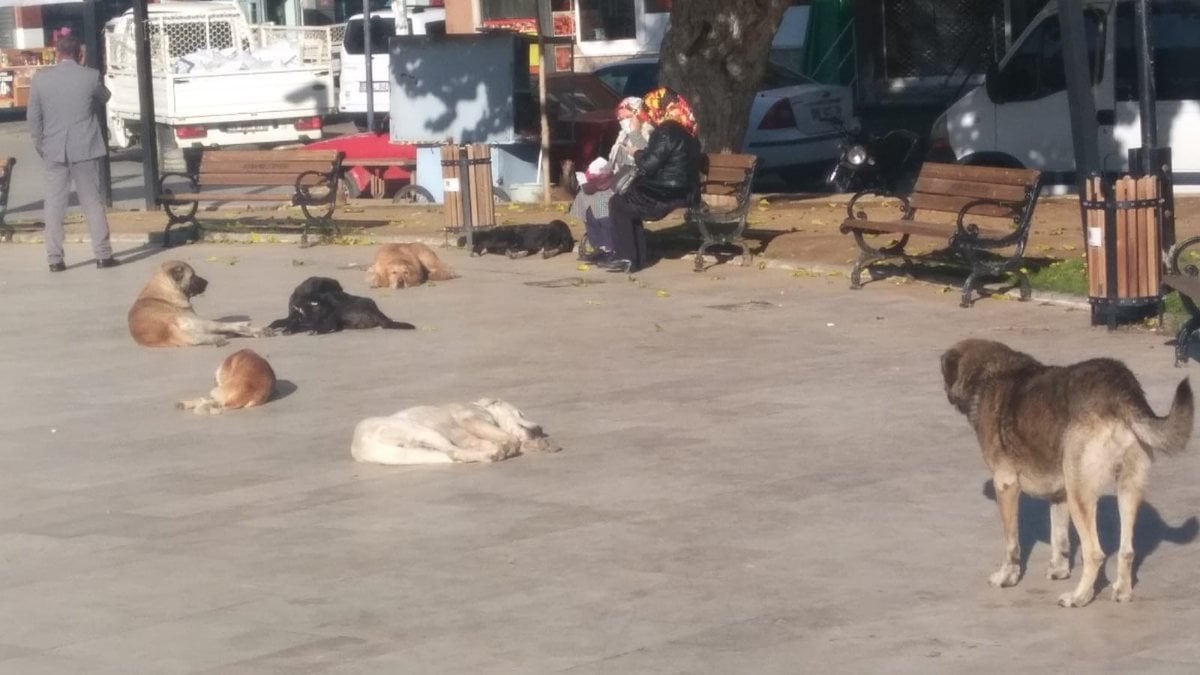 Aydın’da, okula giden çocuğa köpekler saldırdı