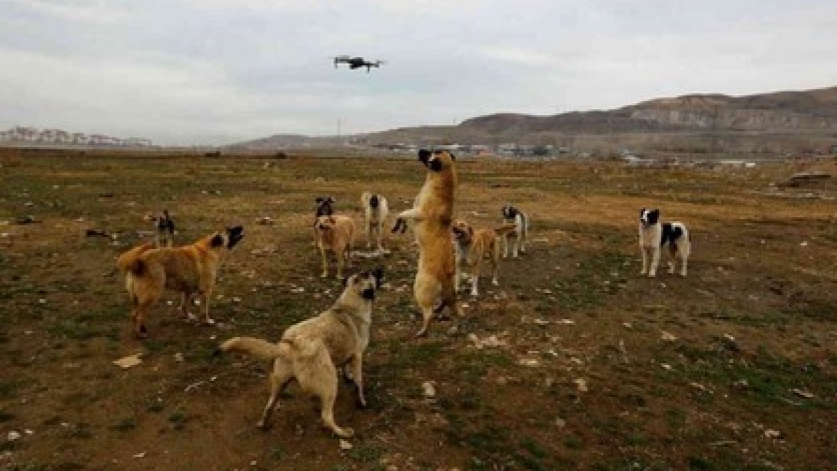 Van'da köpekler drone'un peşine takıldı