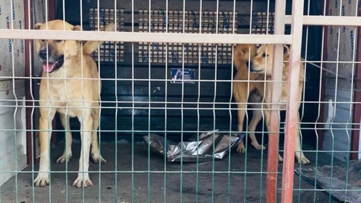 Kahramanmaraş'ta köpek dövüştürenler yakalandı