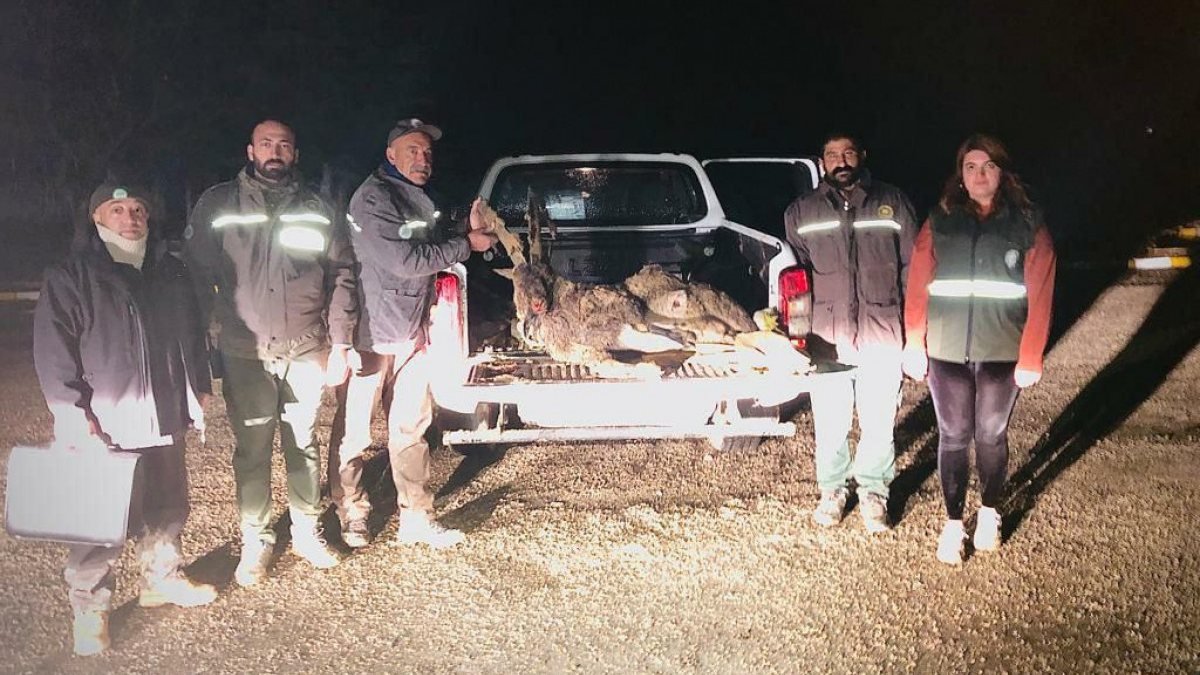 Tunceli'de kaçak dağ keçisi avına 126 bin TL ceza