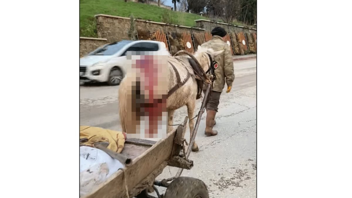 Edirne'de kalçasından yaralı ata yük taşıtan adam tepki gördü