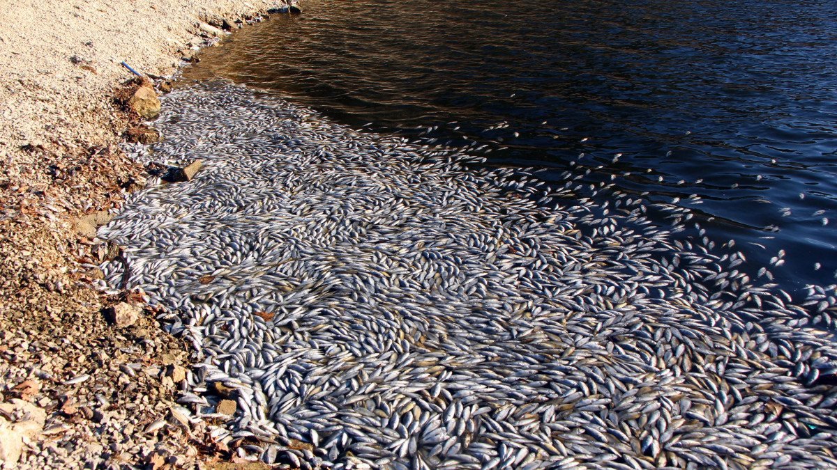 Bolu’da, tabiat parkındaki balık ölümlerine yönelik inceleme başlatıldı