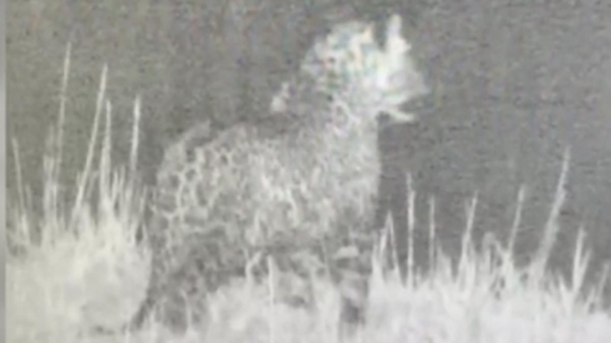 Nesli tehlikede leopar, Doğu Anadolu’da görüntülendi