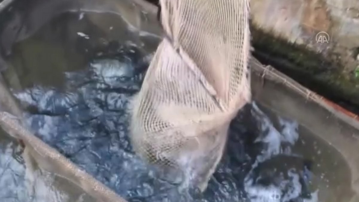 Denizi olmayan Doğanşehir’de yıllık 500 ton balık üretiliyor