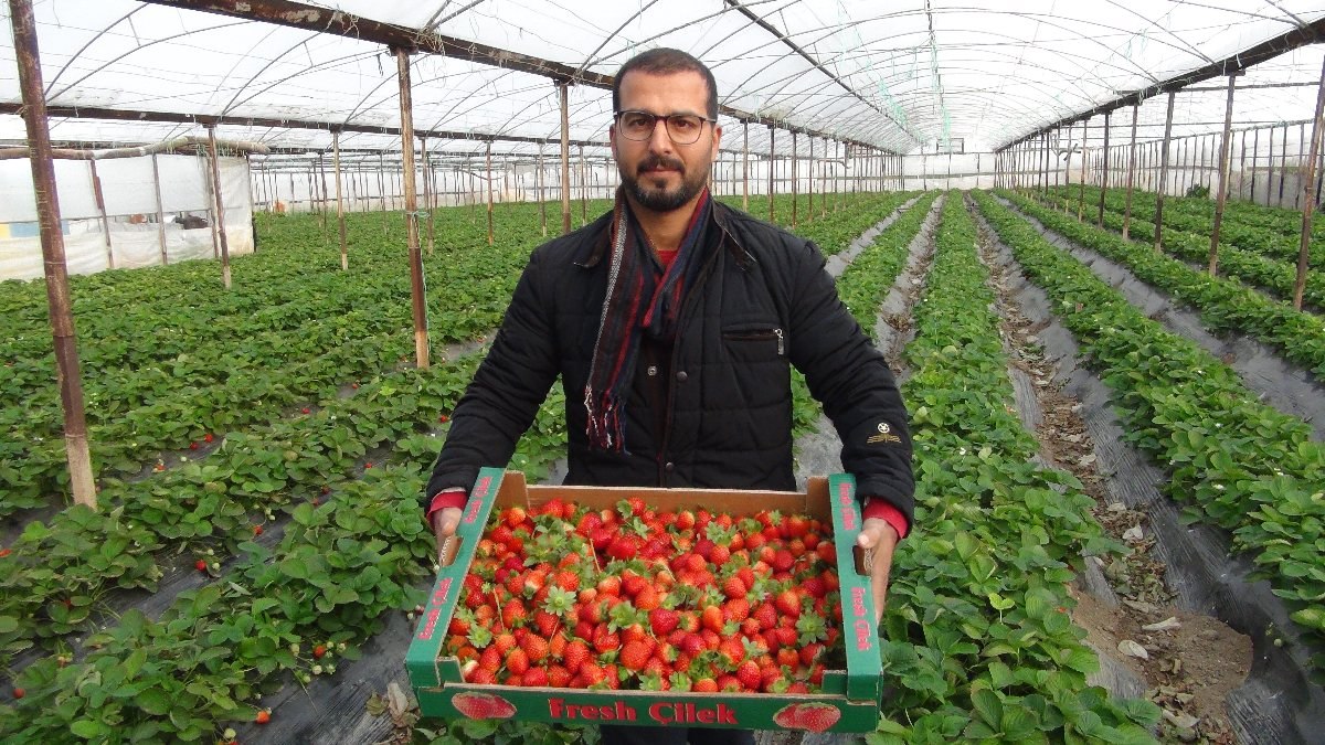 Mersin'de kış ortasında çilek hasadına başlandı