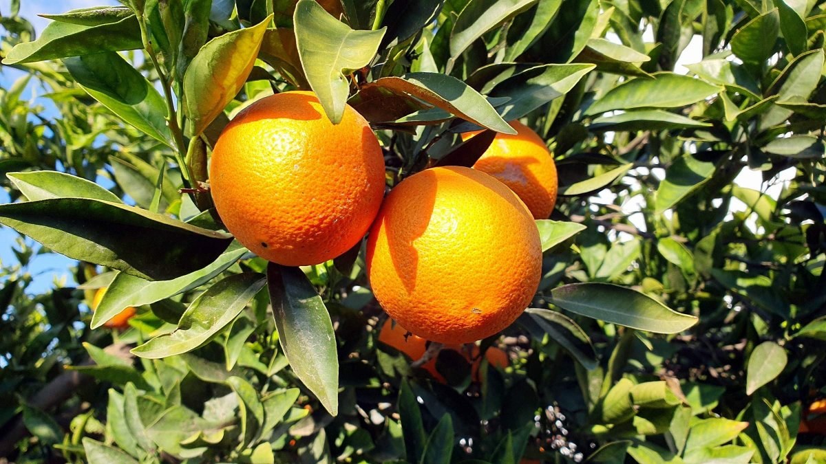 Aydın'da Kuyucak portakalı, Antalya portakalına rakip oldu